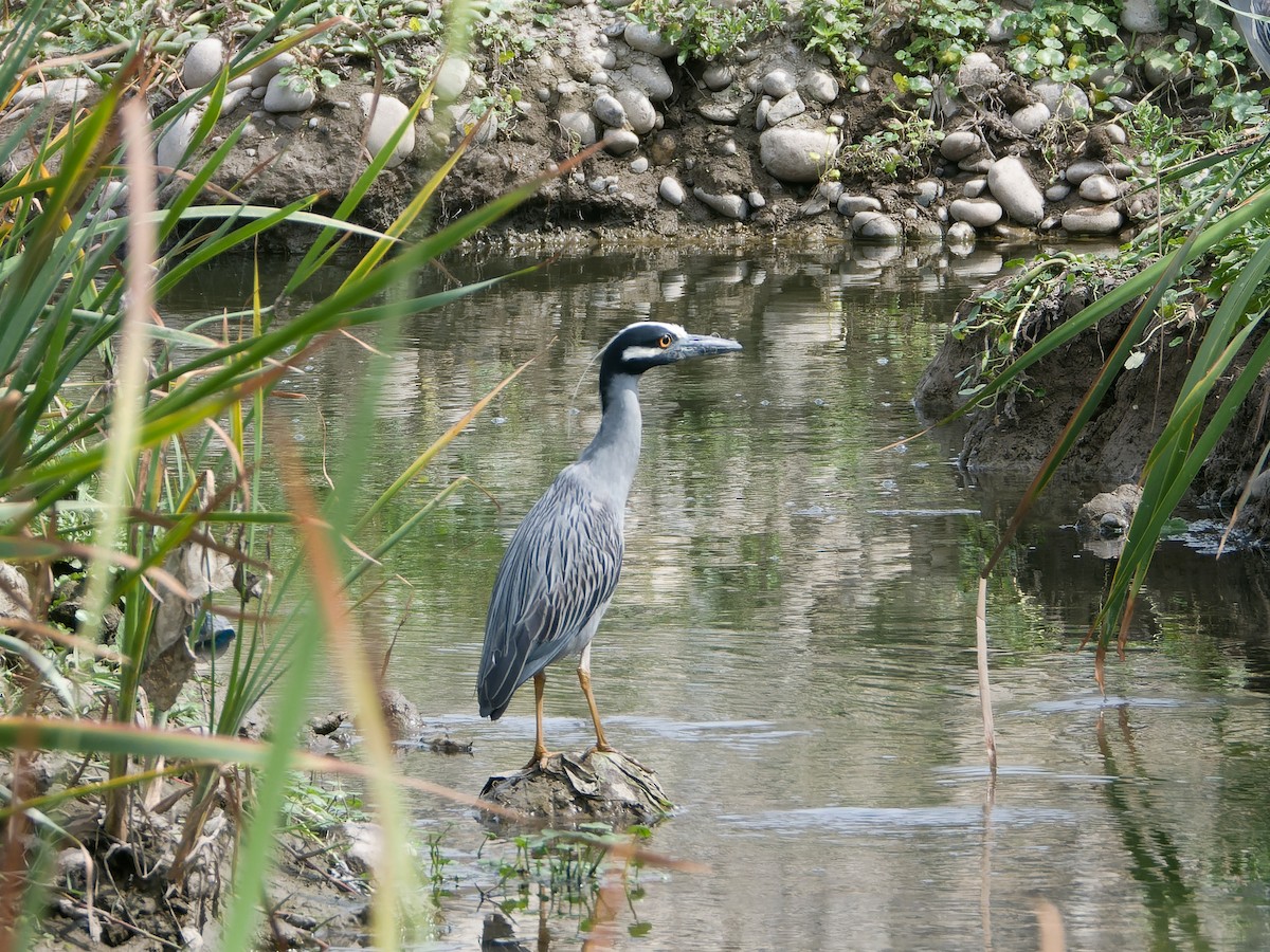 Yellow-crowned Night Heron - ML626805903