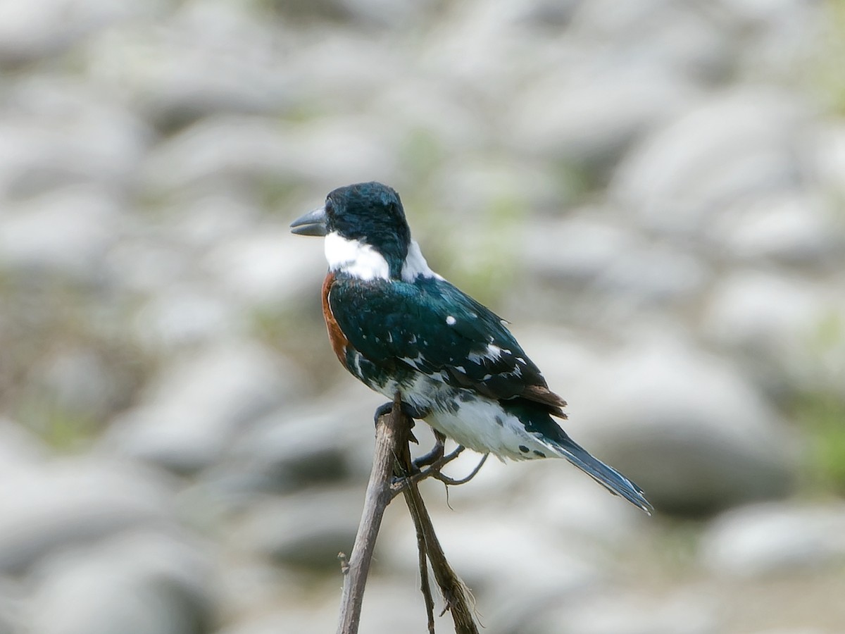 Green Kingfisher - ML626805909