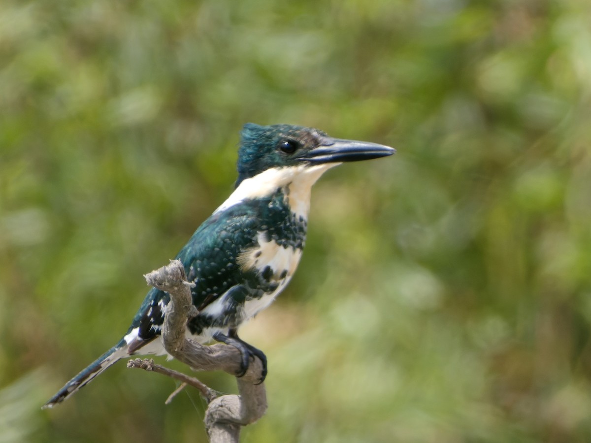 Green Kingfisher - ML626805912