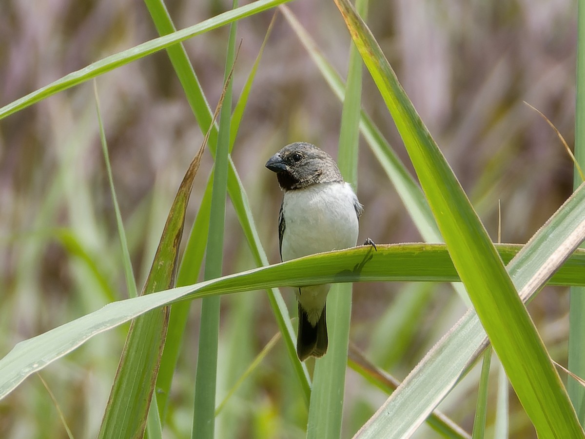 Chestnut-throated Seedeater - ML626805929