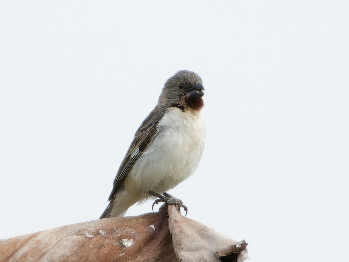 Chestnut-throated Seedeater - ML626805933