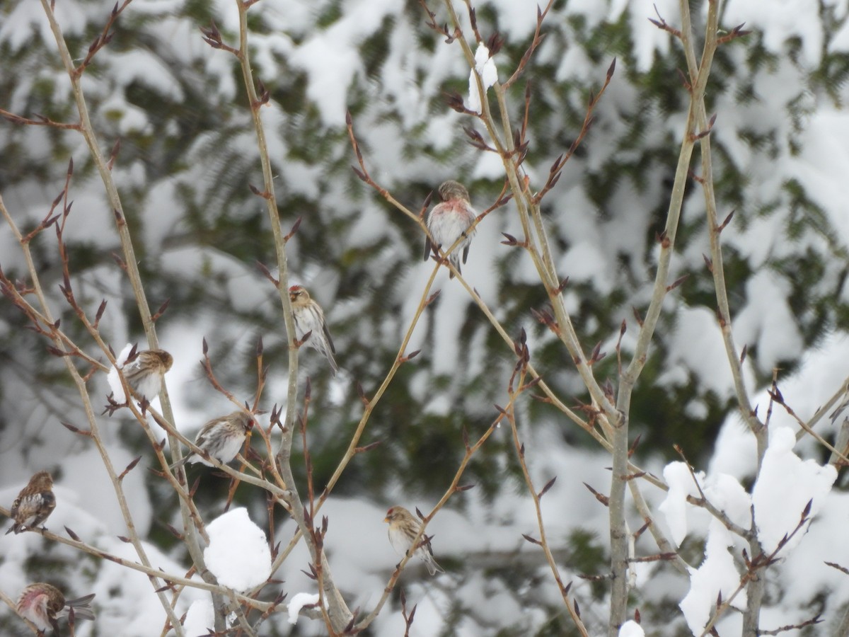 Redpoll (Common) - ML626805936
