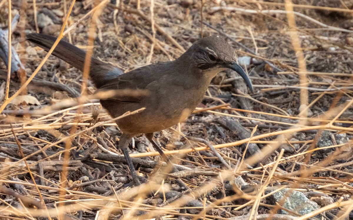 California Thrasher - ML626806005