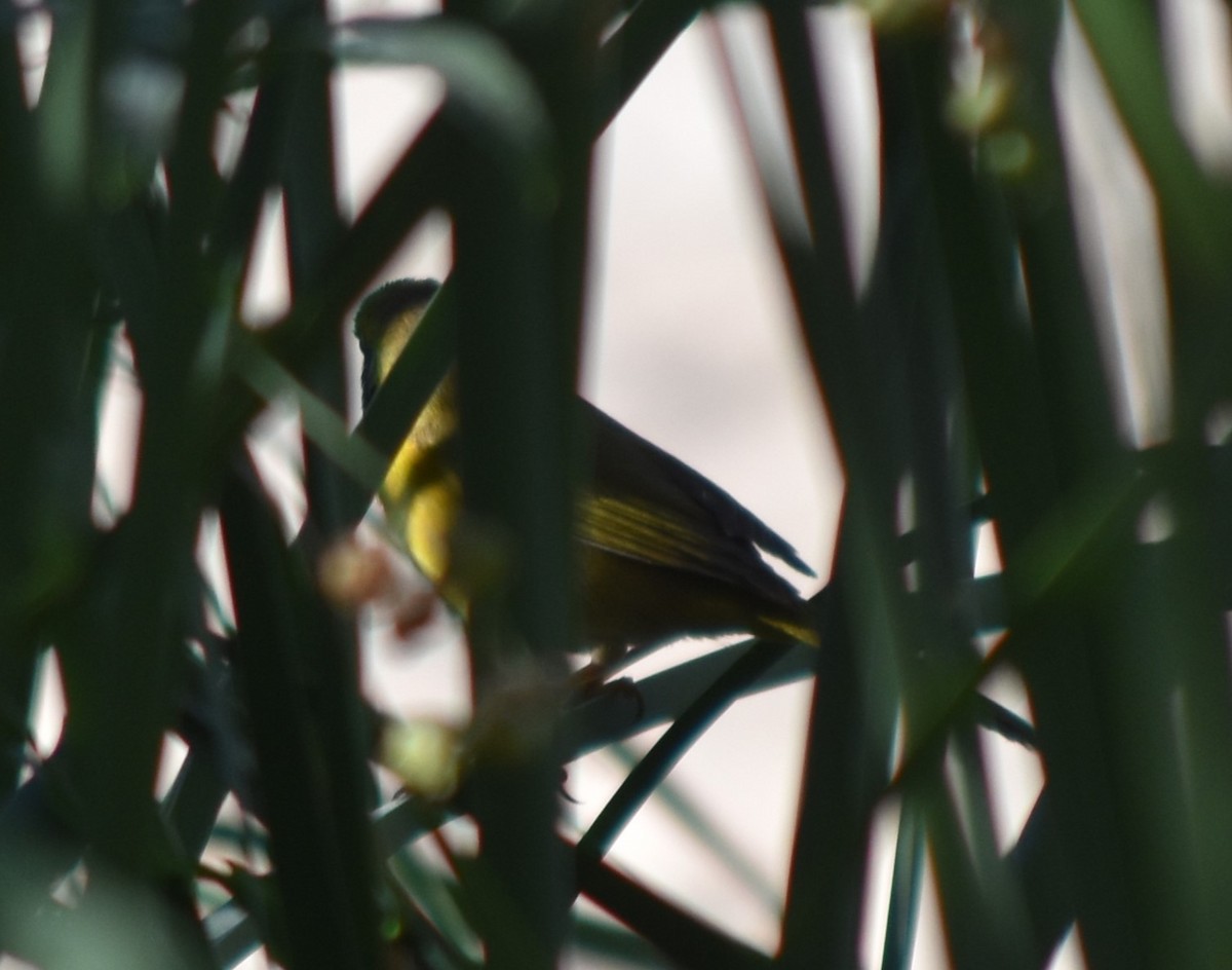 Belding's Yellowthroat - ML626806718