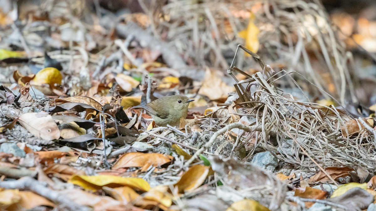 Atherton Scrubwren - ML626807040