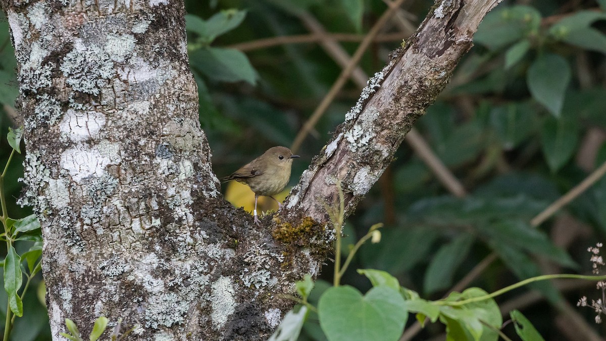 Atherton Scrubwren - ML626807041