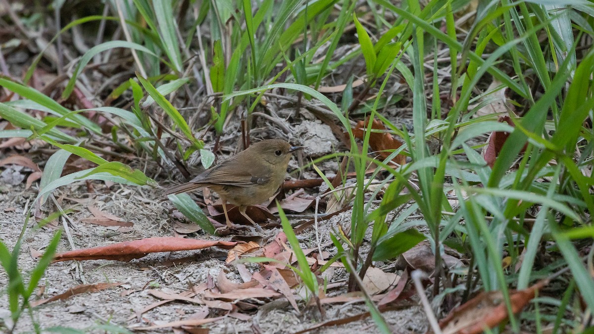 Atherton Scrubwren - ML626807042