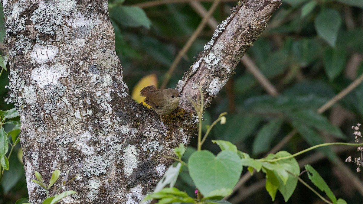 Atherton Scrubwren - ML626807044