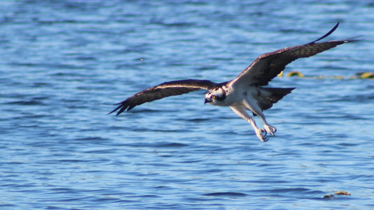 Osprey - ML626807046