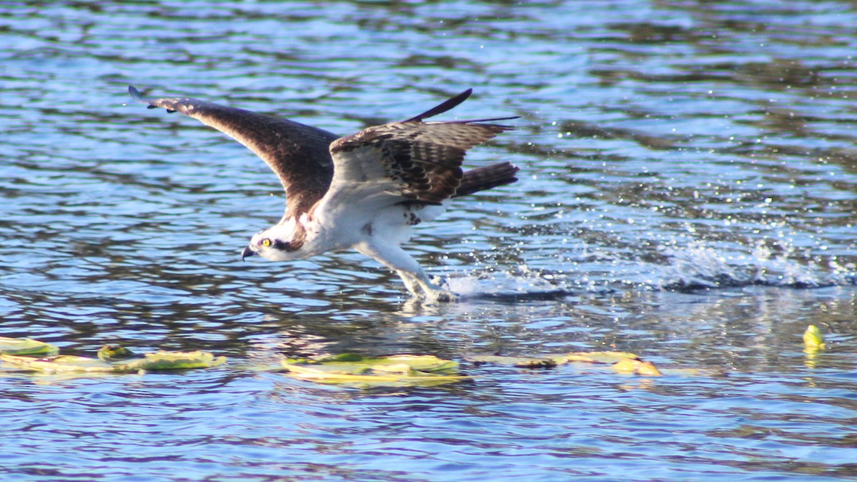 Osprey - ML626807053