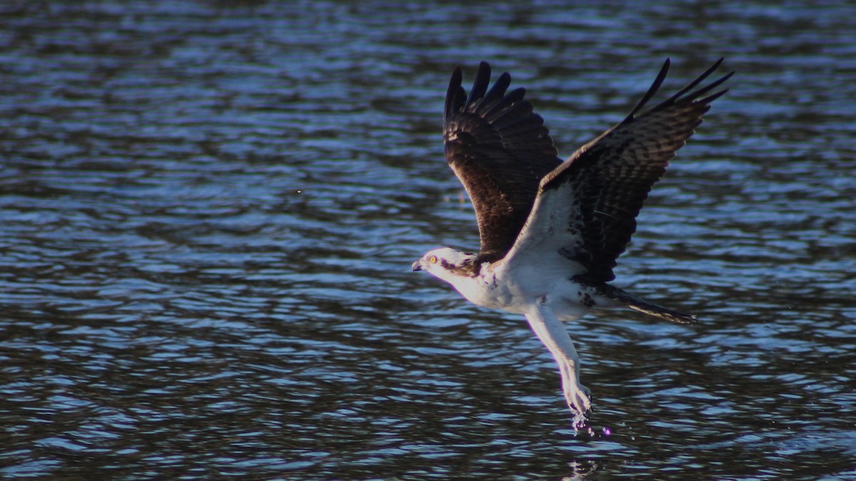 Osprey - ML626807061