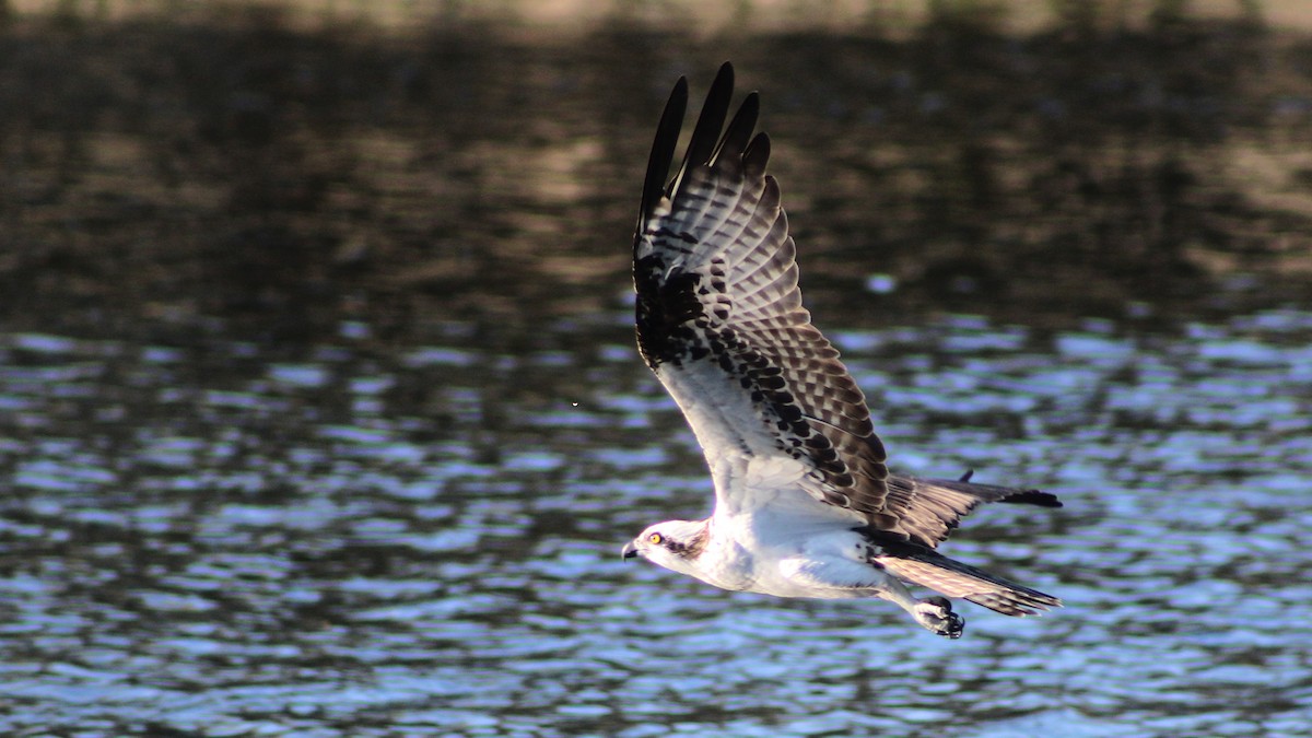 Osprey - ML626807067