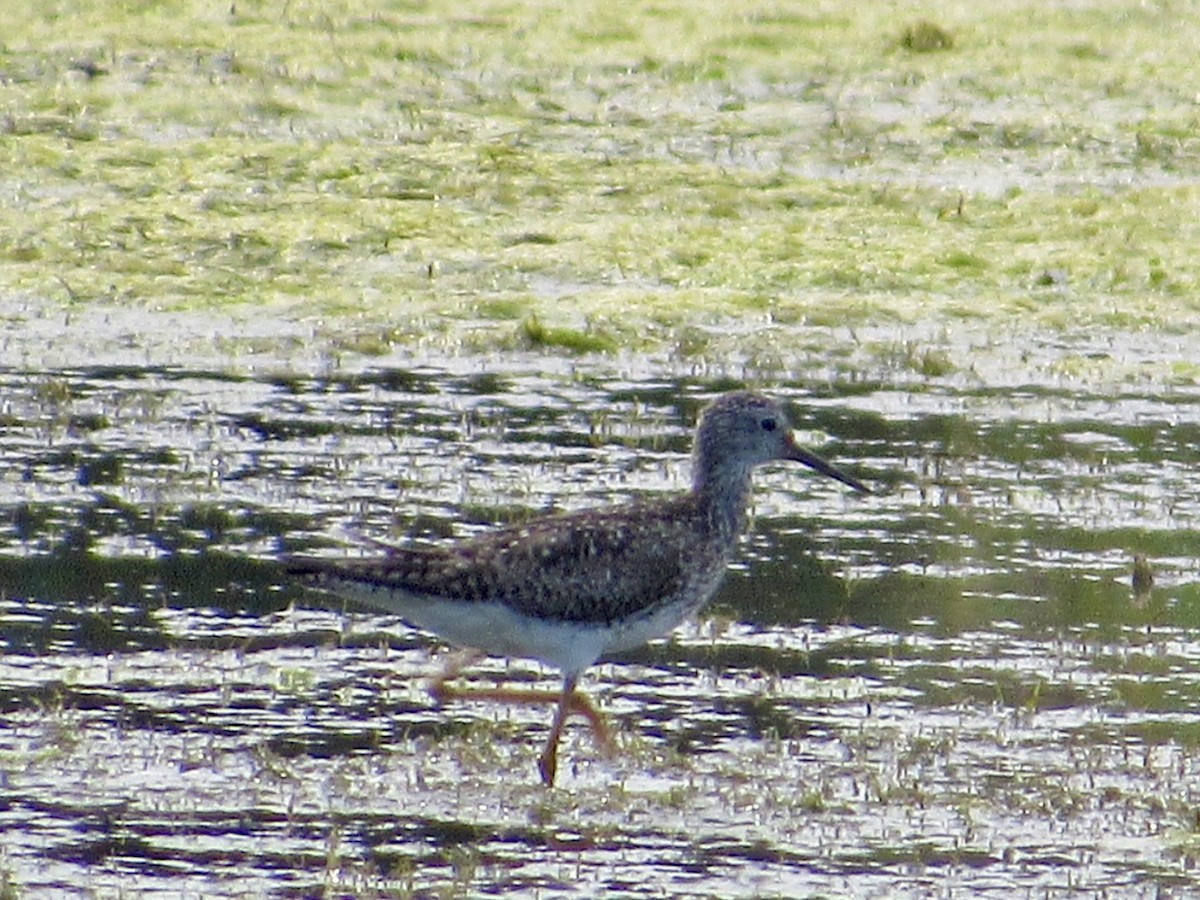 Greater Yellowlegs - ML626807093