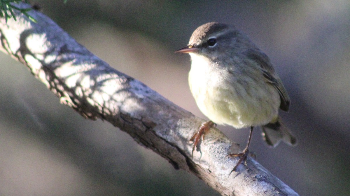 Palm Warbler - ML626807144