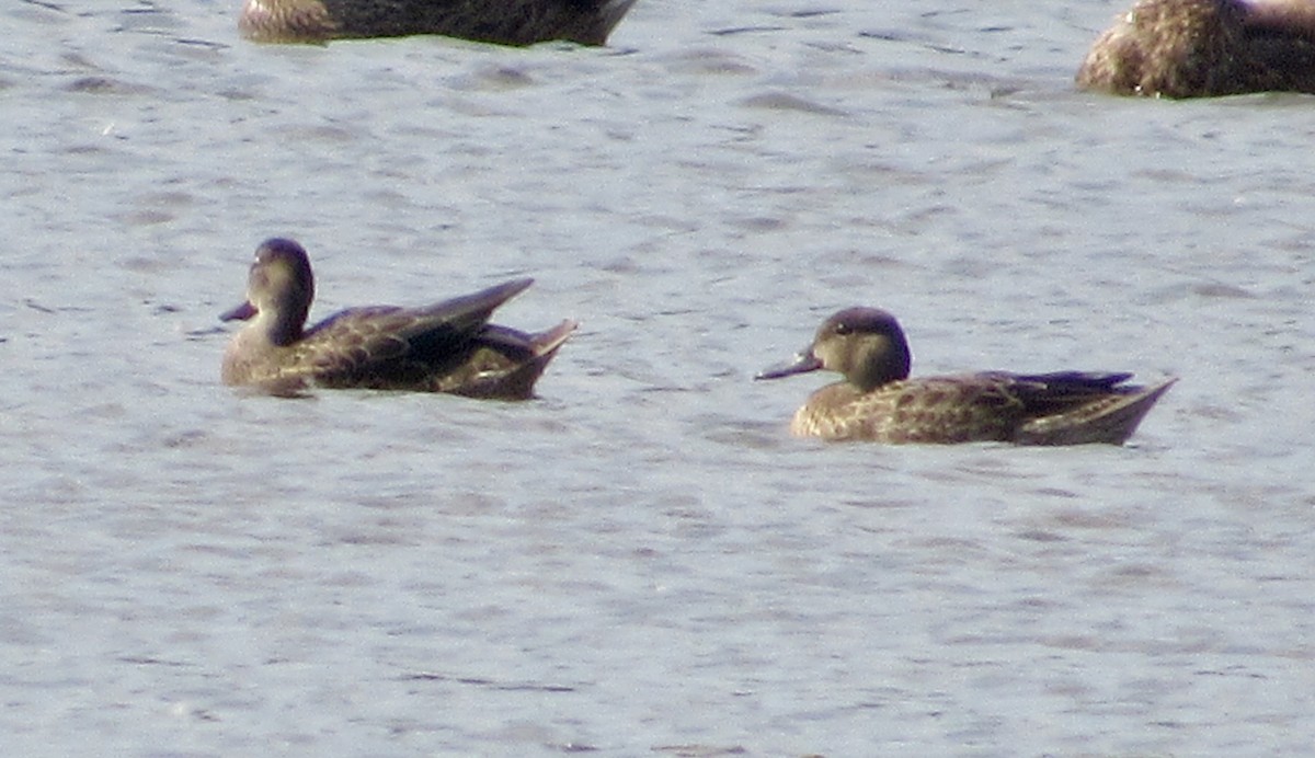 Blue-winged Teal - ML626807169
