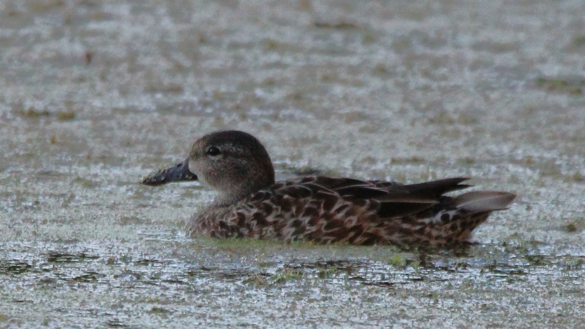 Blue-winged Teal - ML626807173