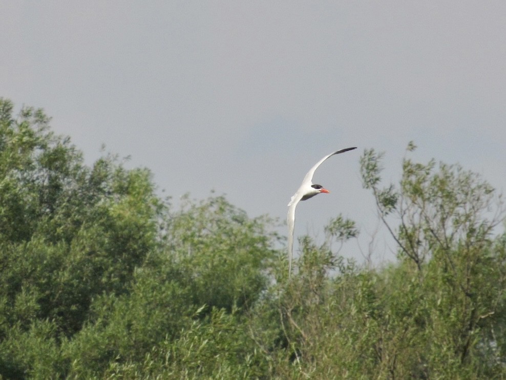 Caspian Tern - ML626807179