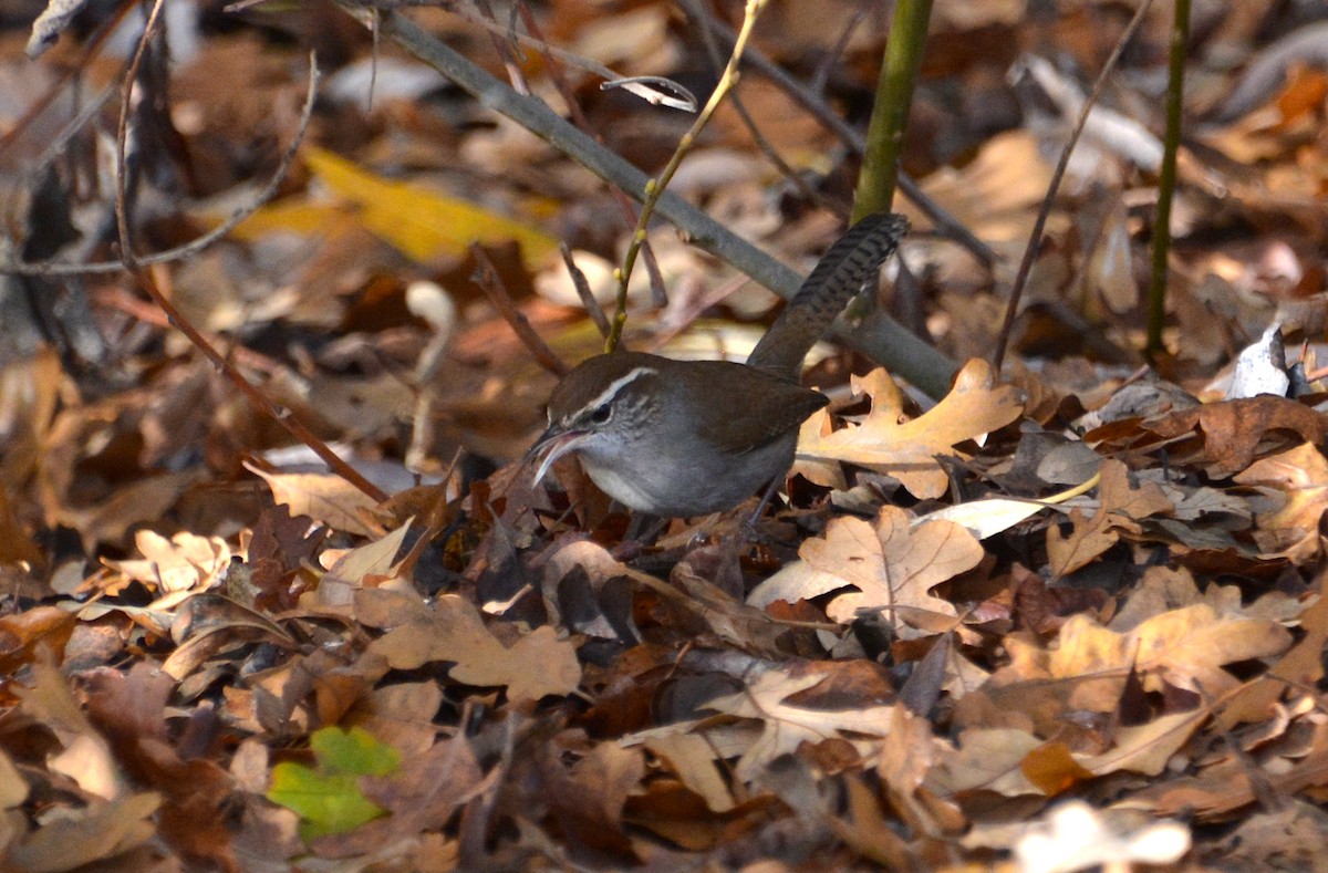 Bewick's Wren - ML626807209