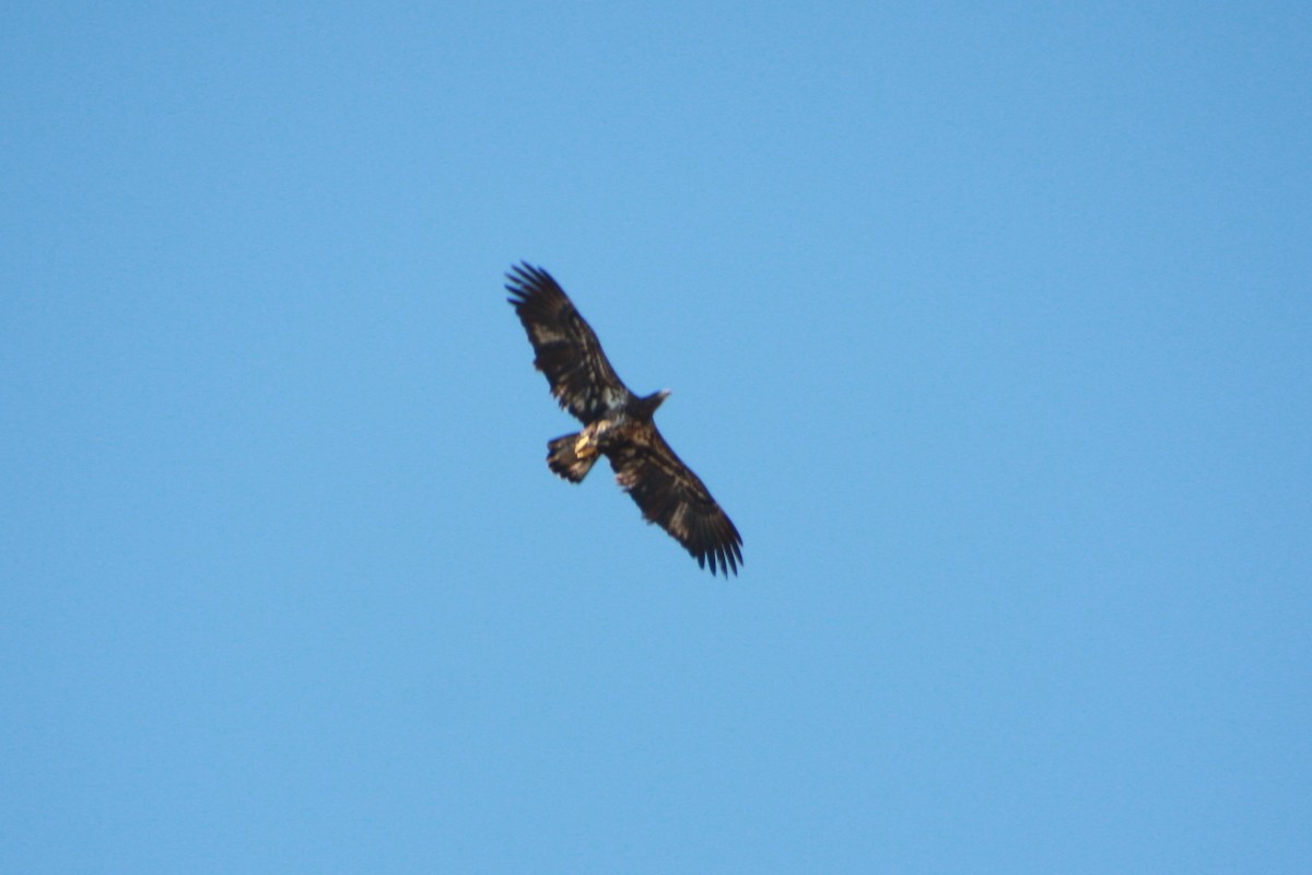 ハクトウワシ - ML626807216