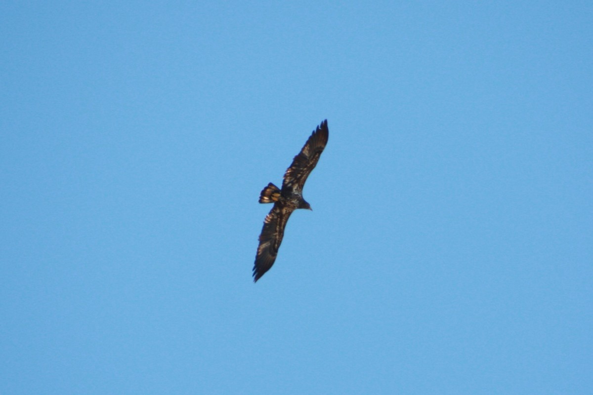 ハクトウワシ - ML626807217