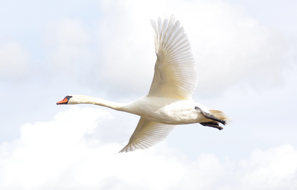Mute Swan - ML626807244