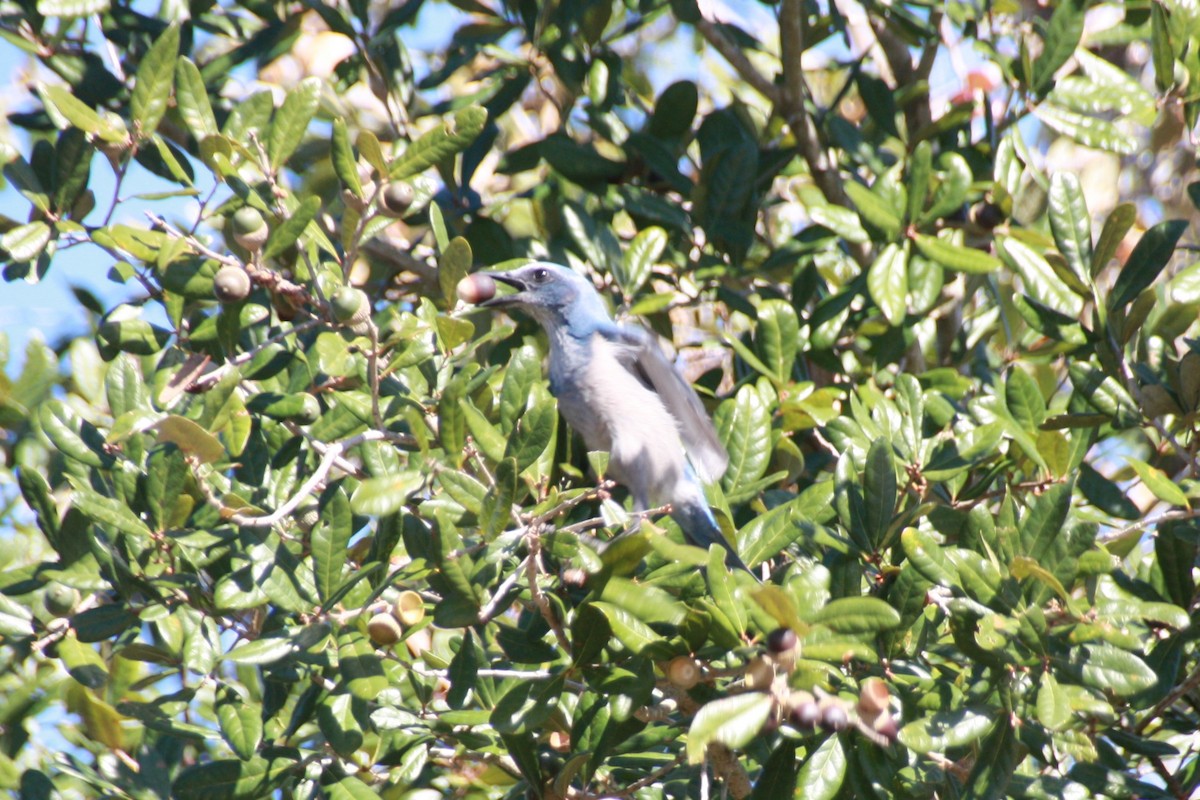 フロリダカケス - ML626807250