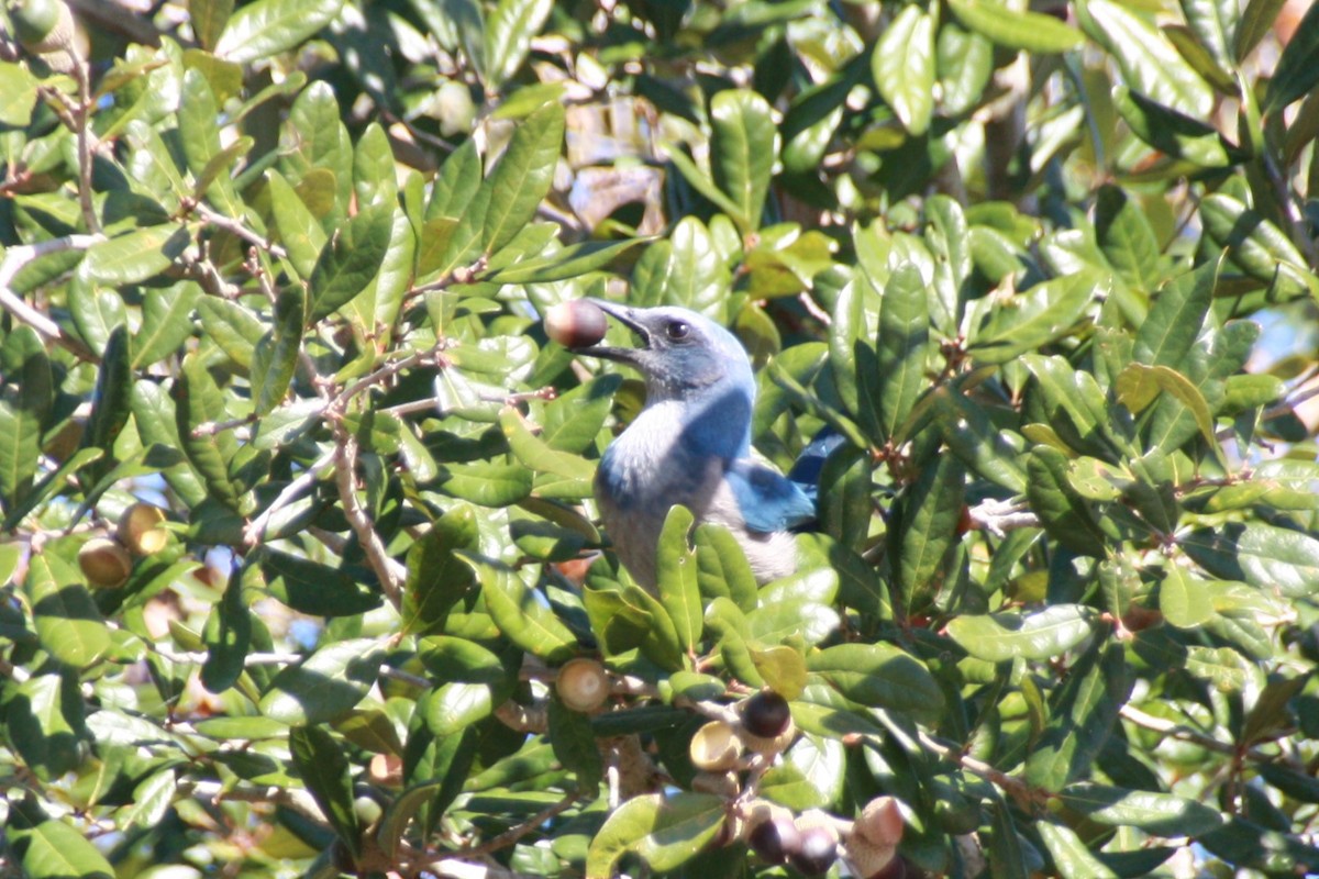 フロリダカケス - ML626807251