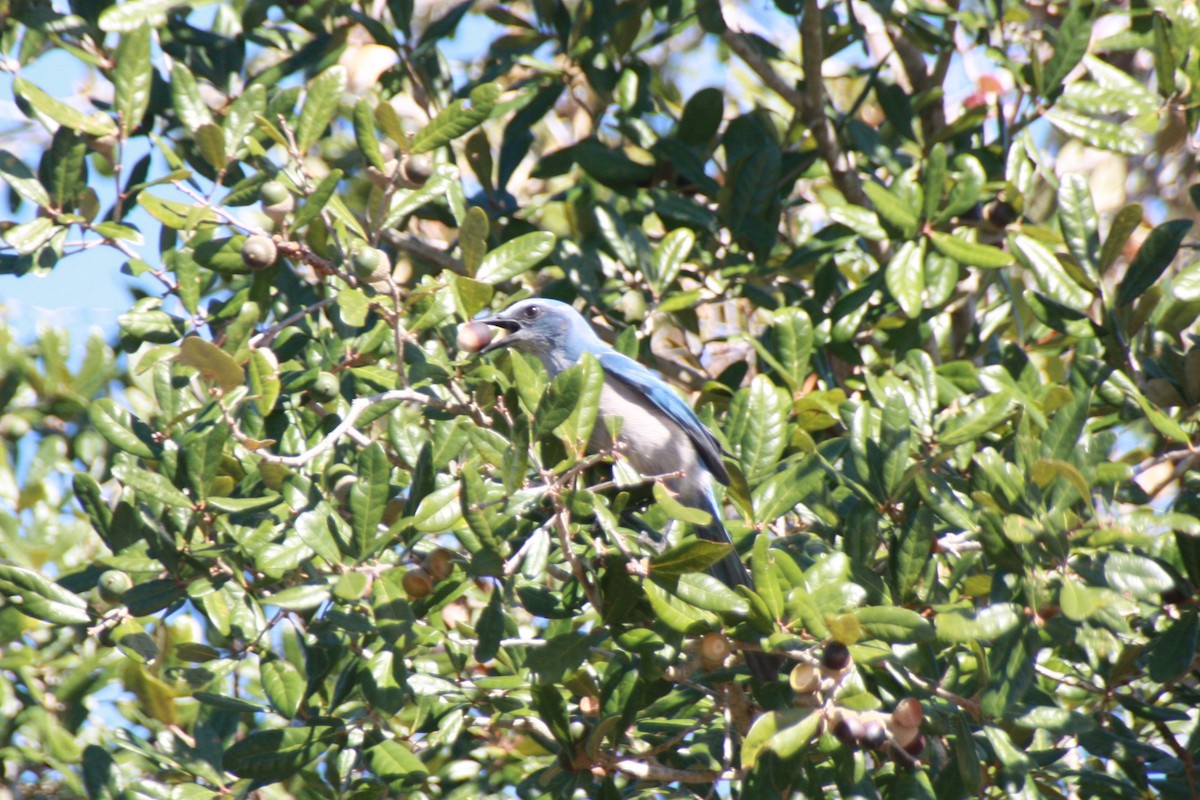 フロリダカケス - ML626807252