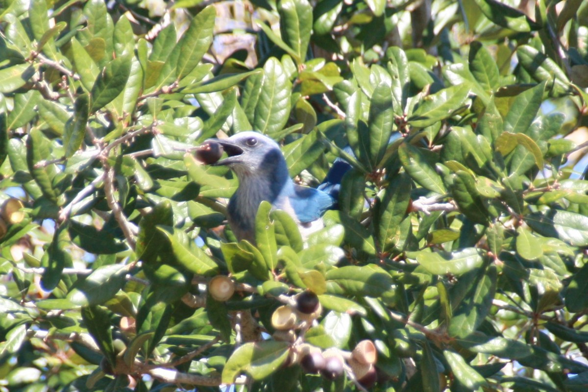 フロリダカケス - ML626807253