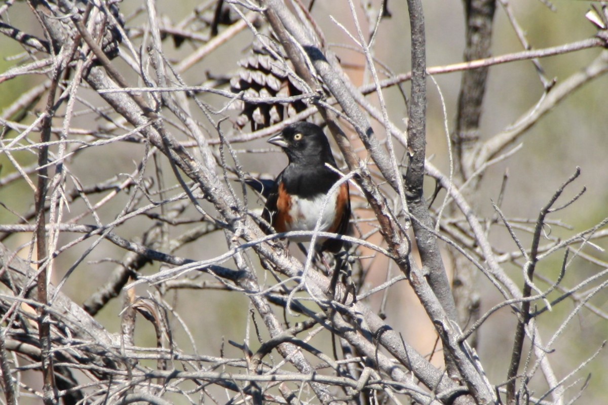 ワキアカトウヒチョウ - ML626807265