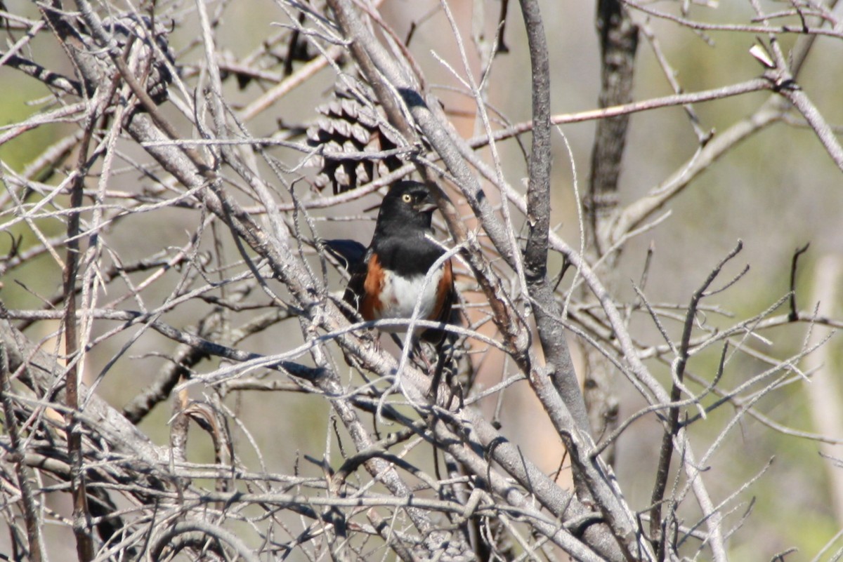 ワキアカトウヒチョウ - ML626807266