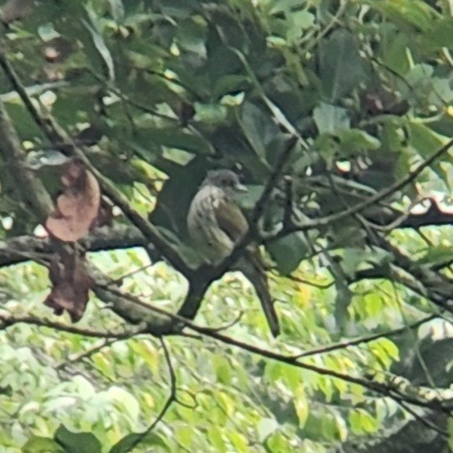 Javan Bulbul - ML626807275