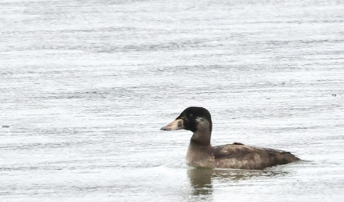 Surf Scoter - ML626807359