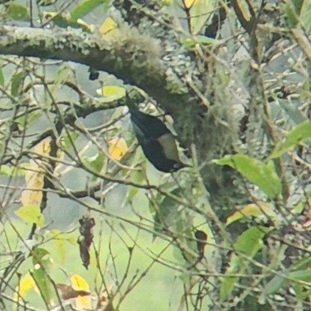 Blue Nuthatch - ML626807364