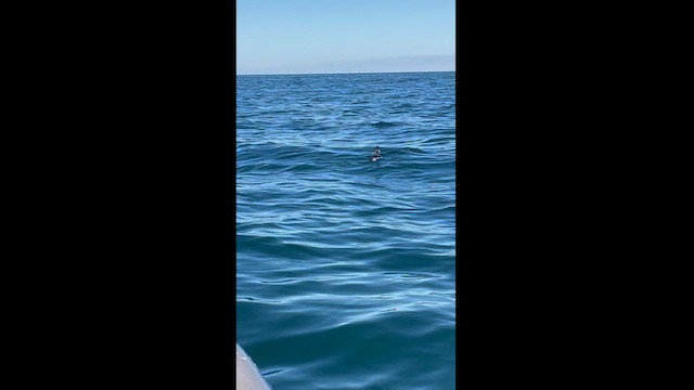 Guillemot à cou blanc - ML626807369