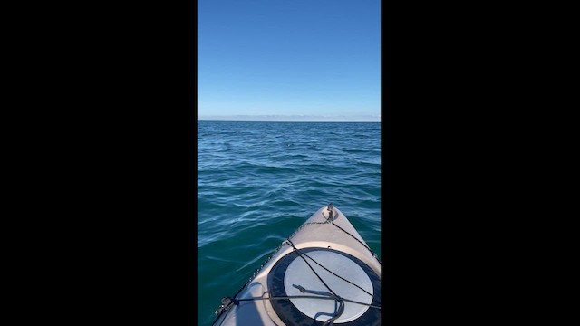 Guillemot à cou blanc - ML626807370