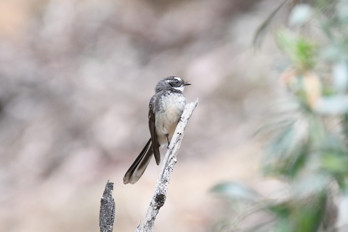 Gray Fantail - ML626807380