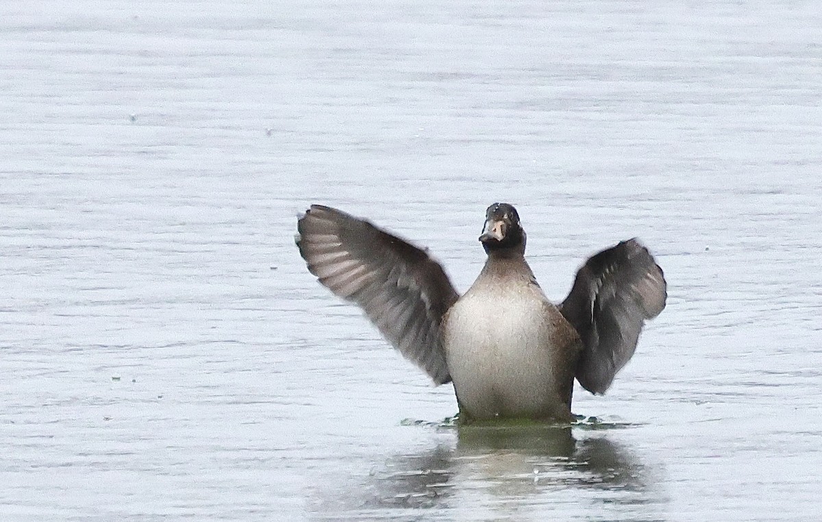 Surf Scoter - ML626807387