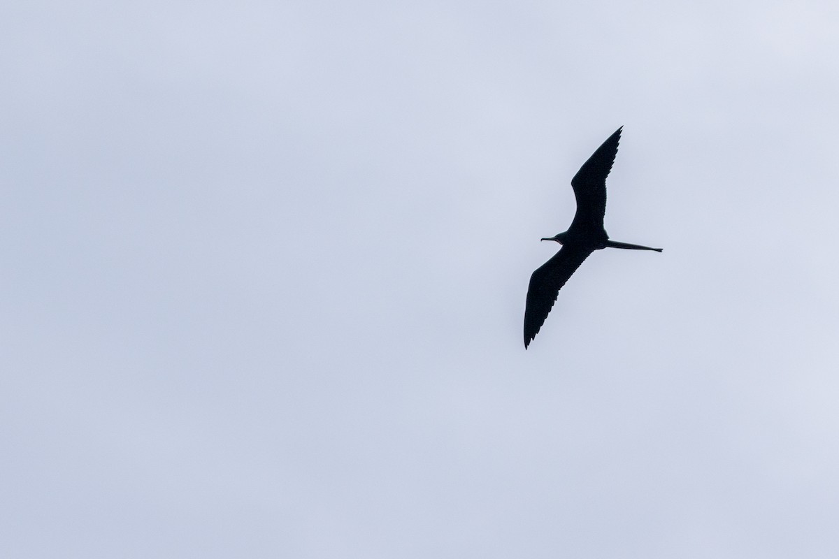 Magnificent Frigatebird - ML626807426