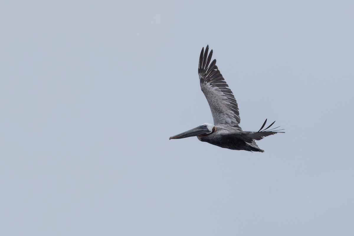 Brown Pelican - ML626807436