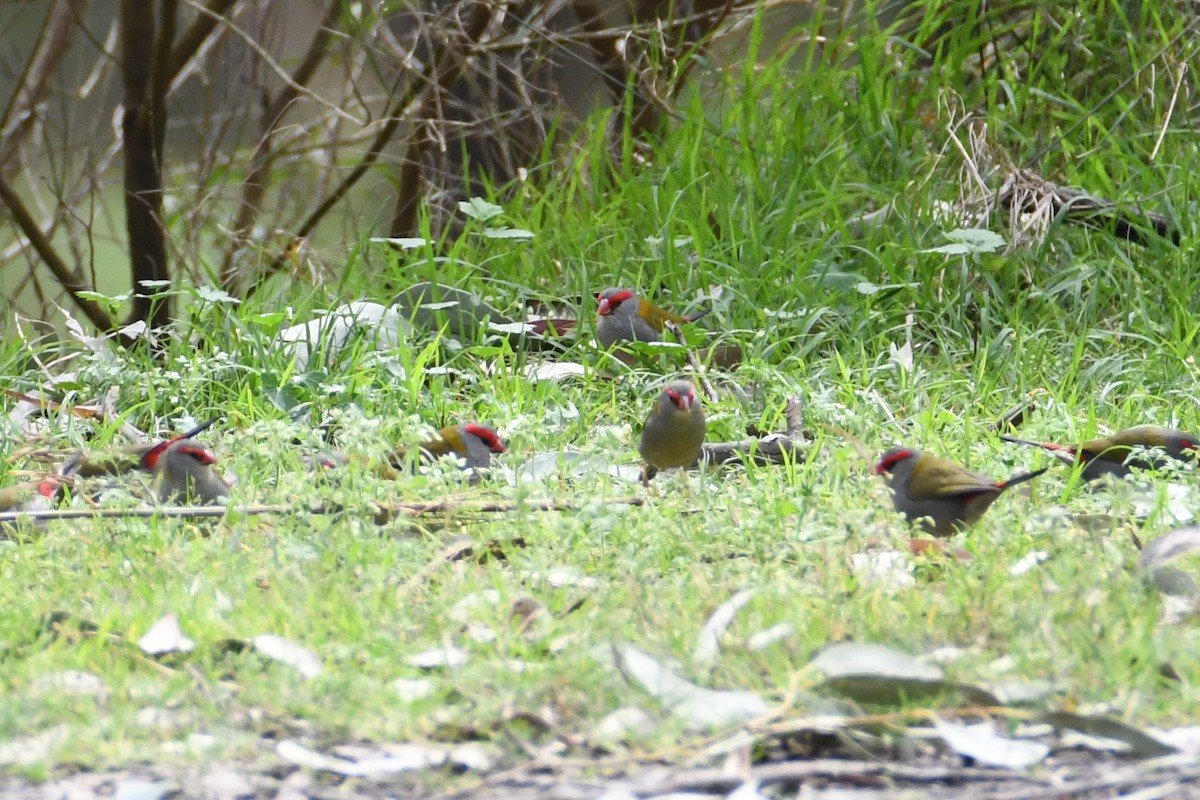 Red-browed Firetail - ML626807462