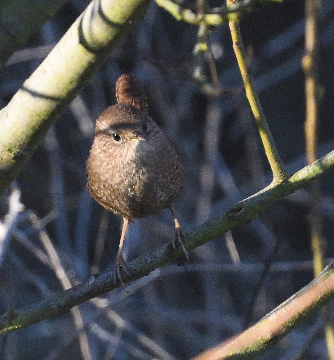 Pacific/Winter Wren - ML626807475