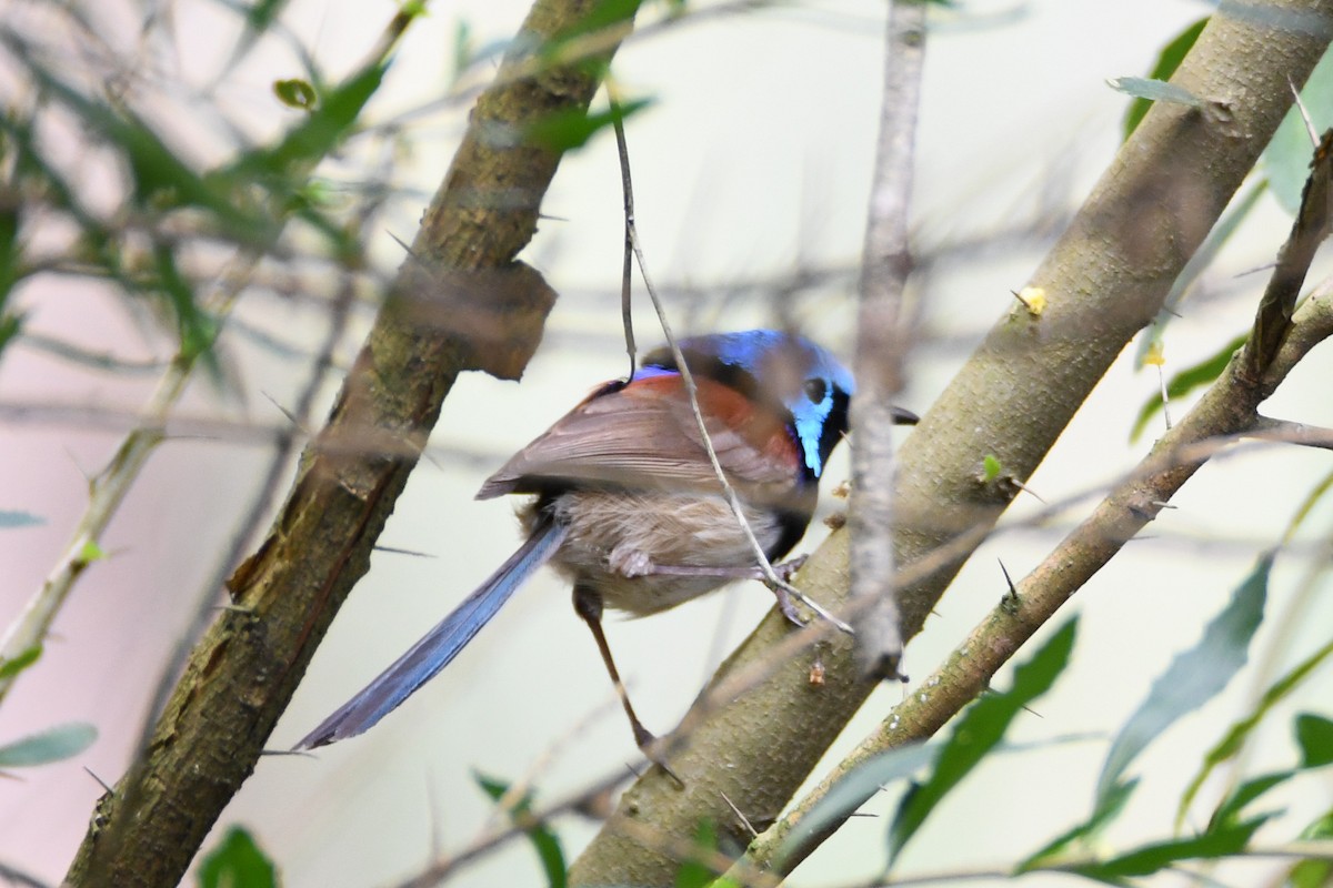 Variegated Fairywren - ML626807489