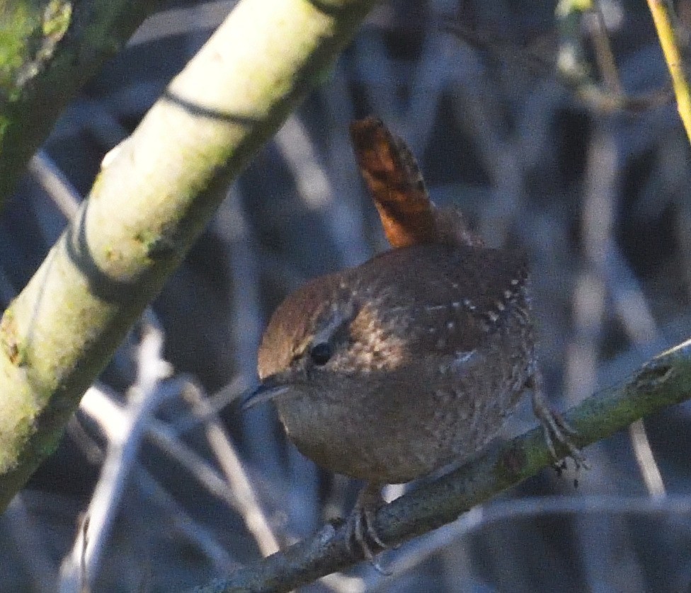 Pacific/Winter Wren - ML626807501