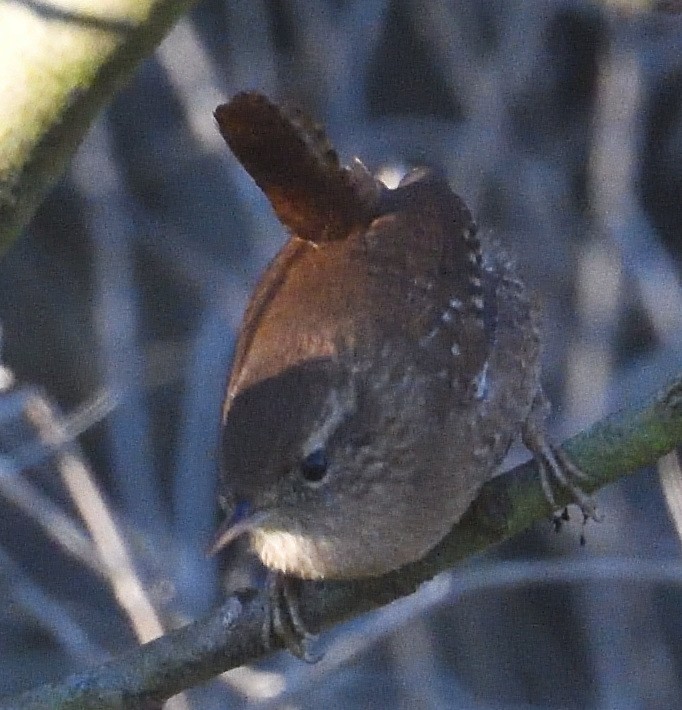 Pacific/Winter Wren - ML626807504