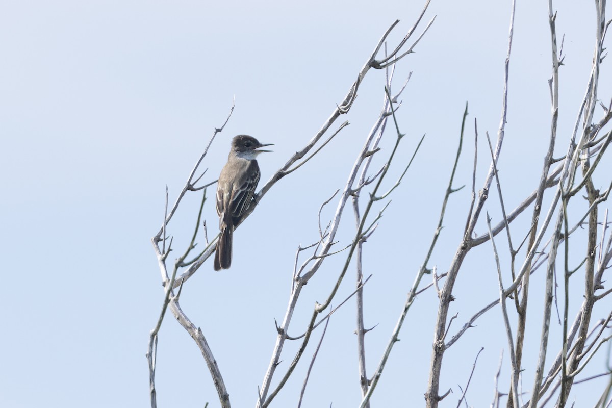 Stolid Flycatcher - ML626807719