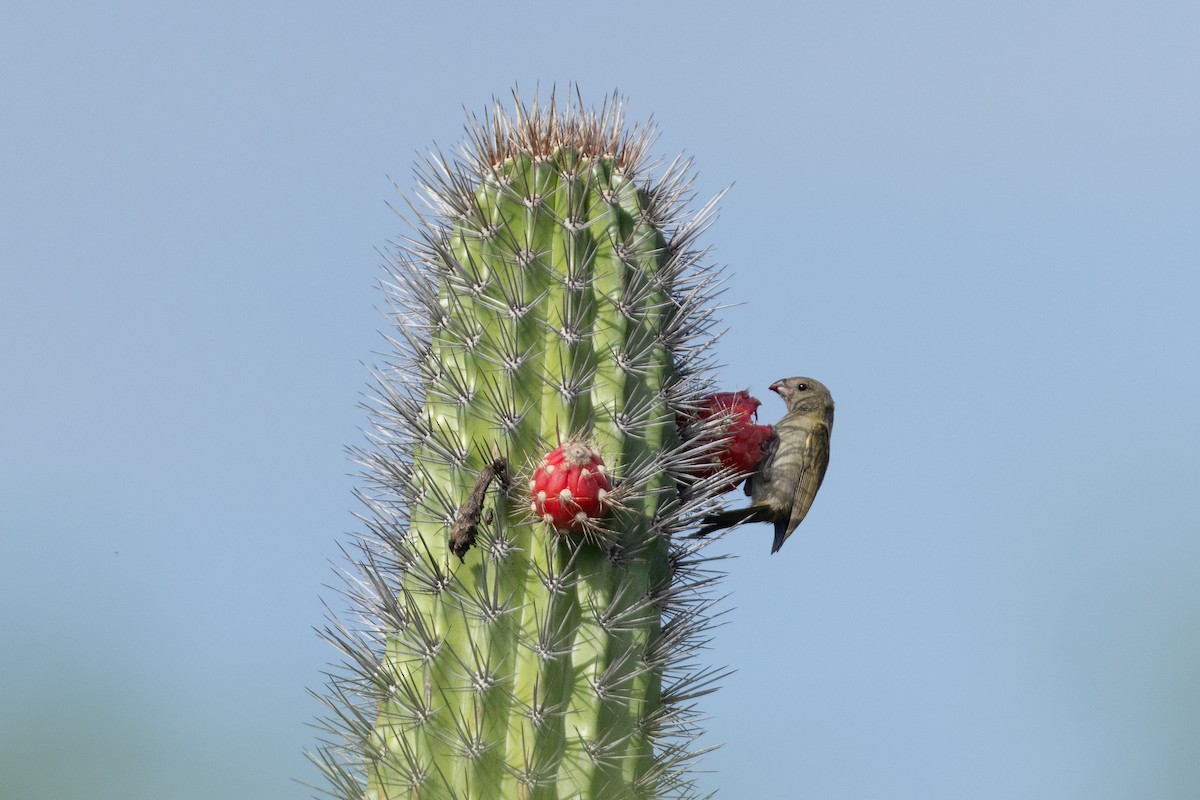 Black-faced Grassquit - ML626807725