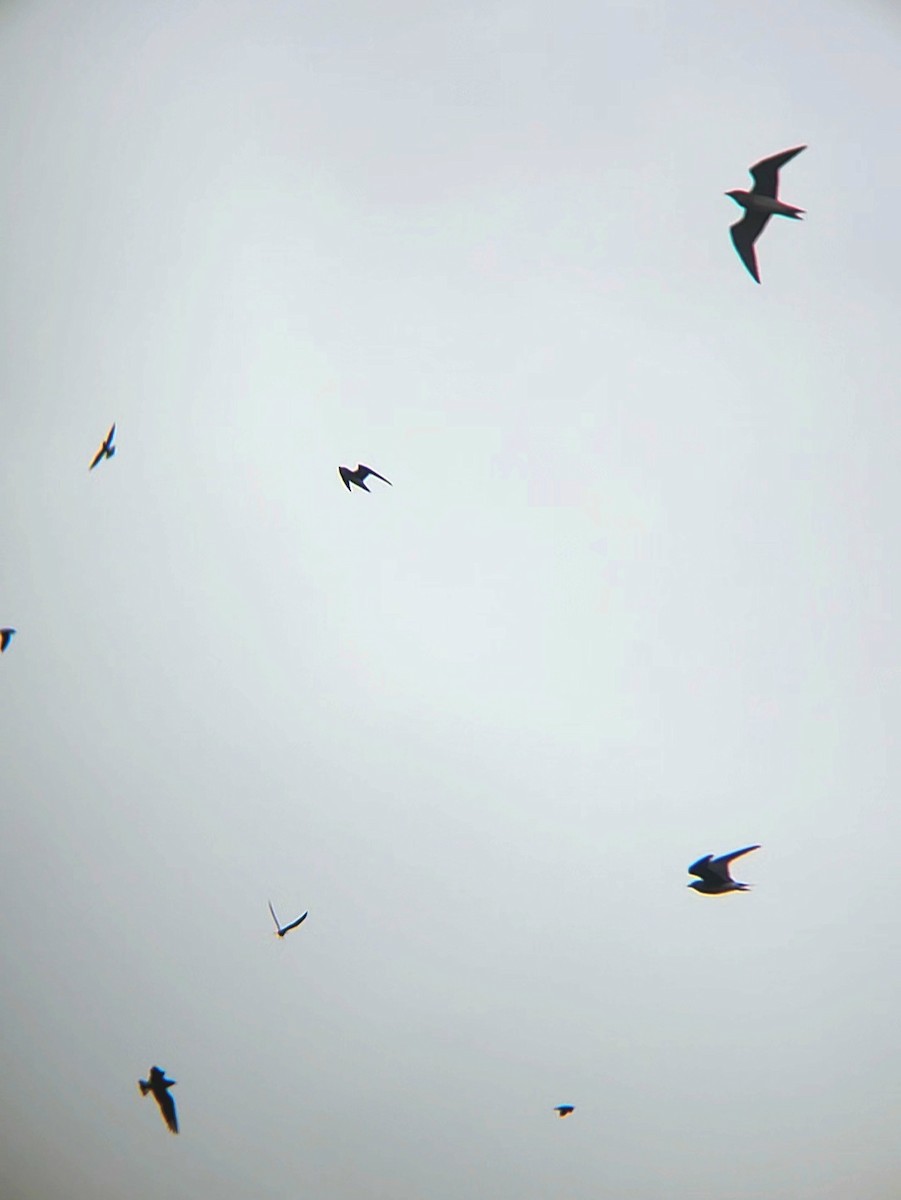 Oriental Pratincole - Octavianti Puspita
