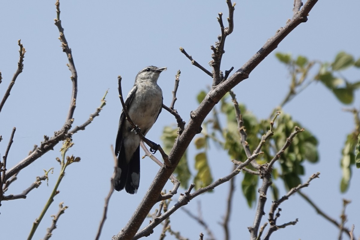 White-shouldered Triller - ML626807799