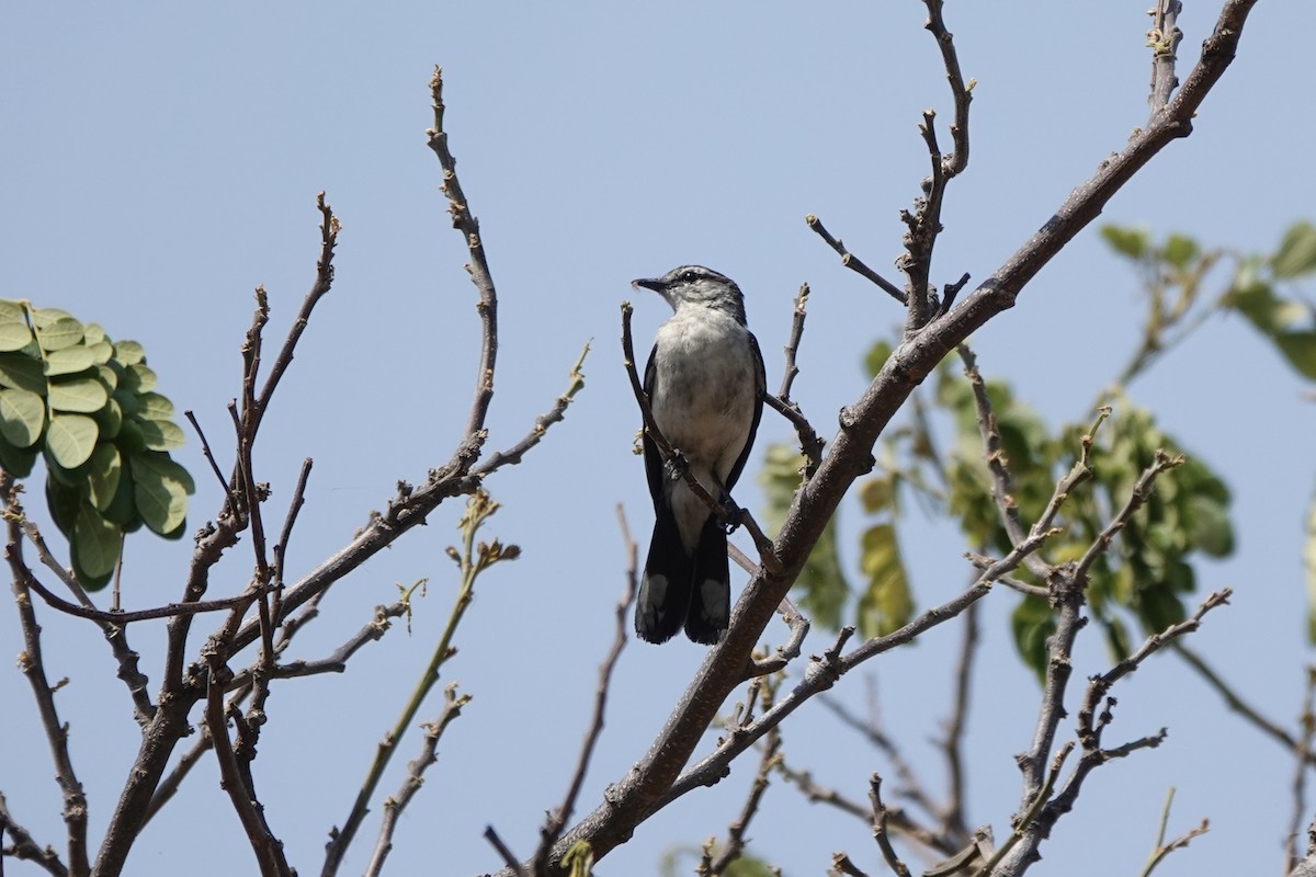 White-shouldered Triller - ML626807800